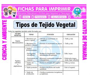 Tipos de Tejido Vegetal para Quinto de Primaria