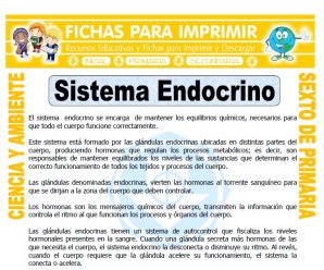 Sistema Endocrino para Sexto de Primaria